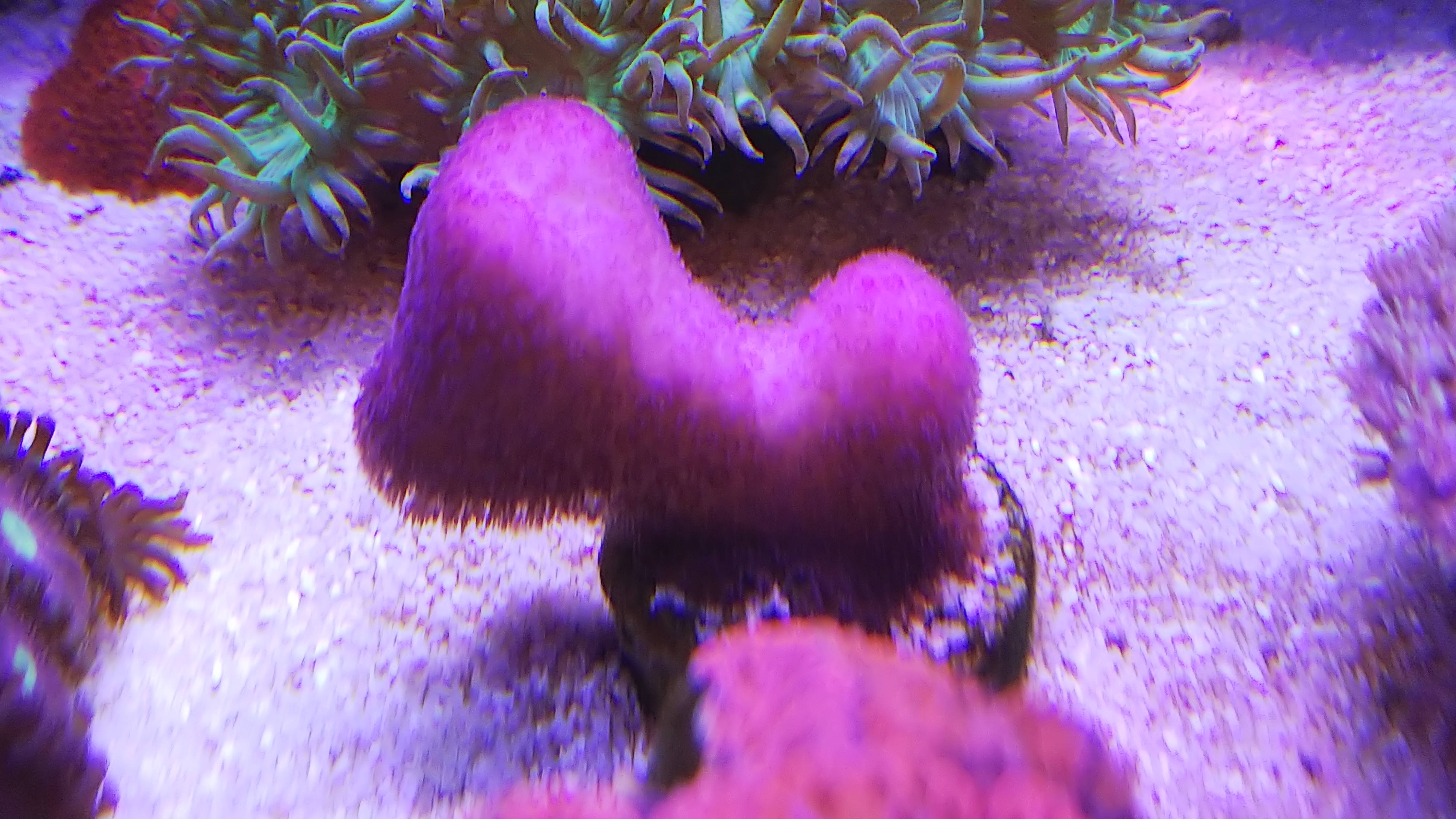 ショウガサンゴ