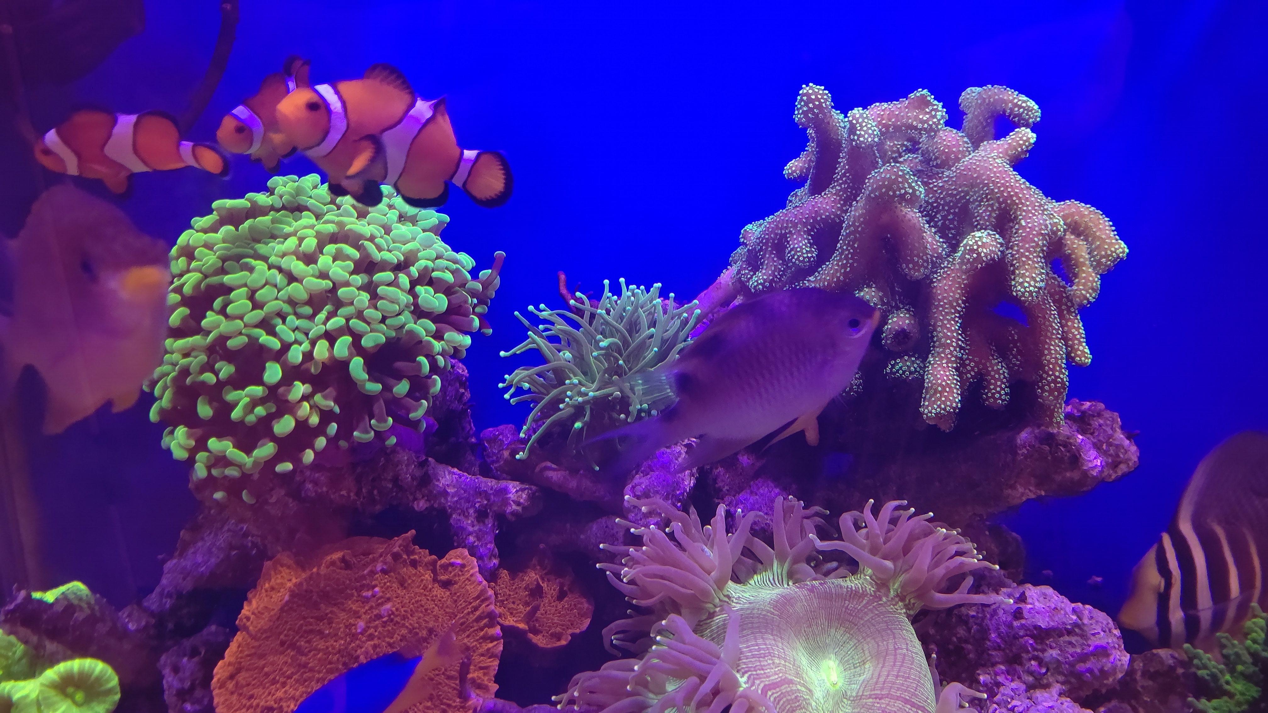 サンゴたち１