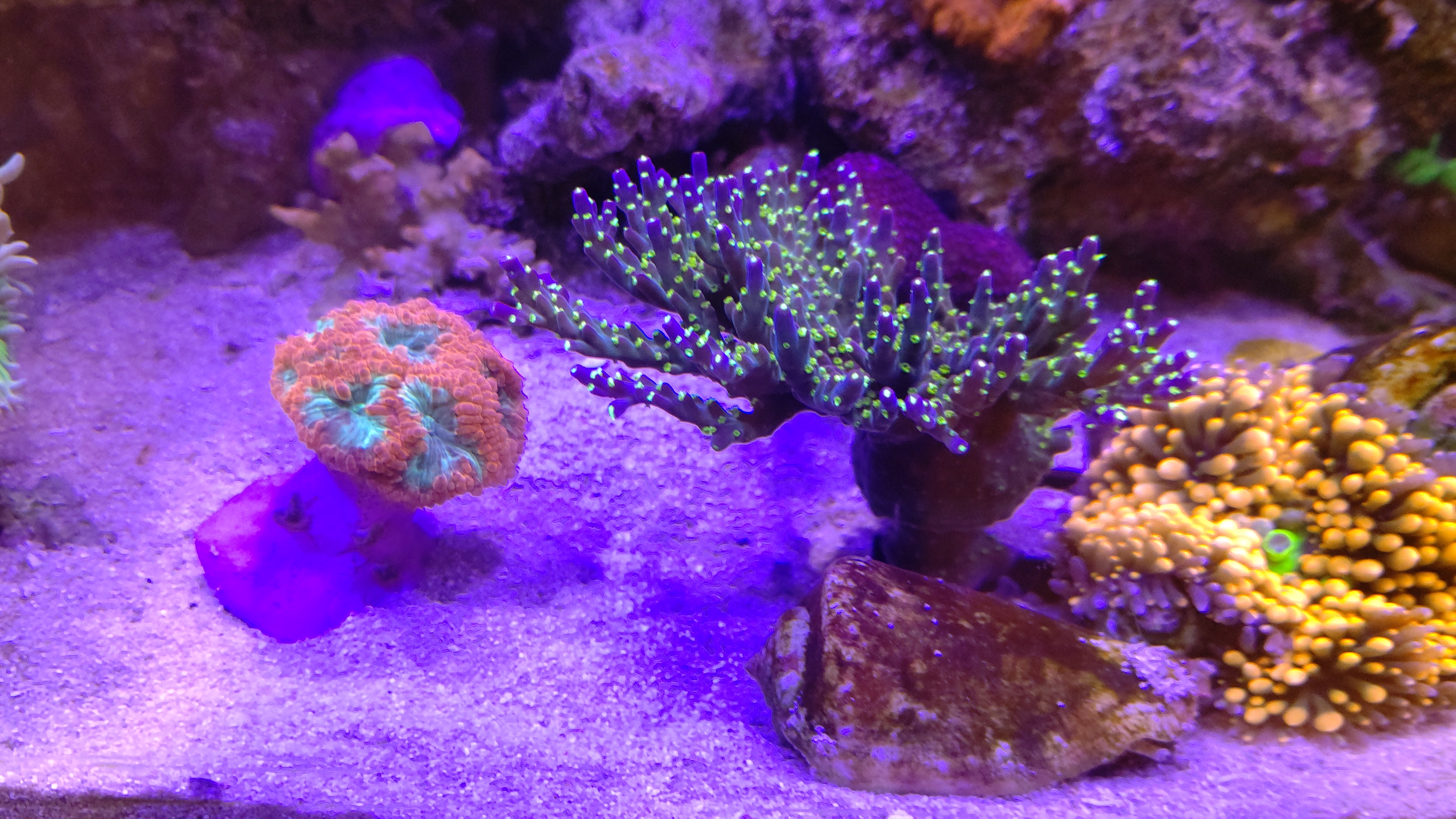サンゴたち２