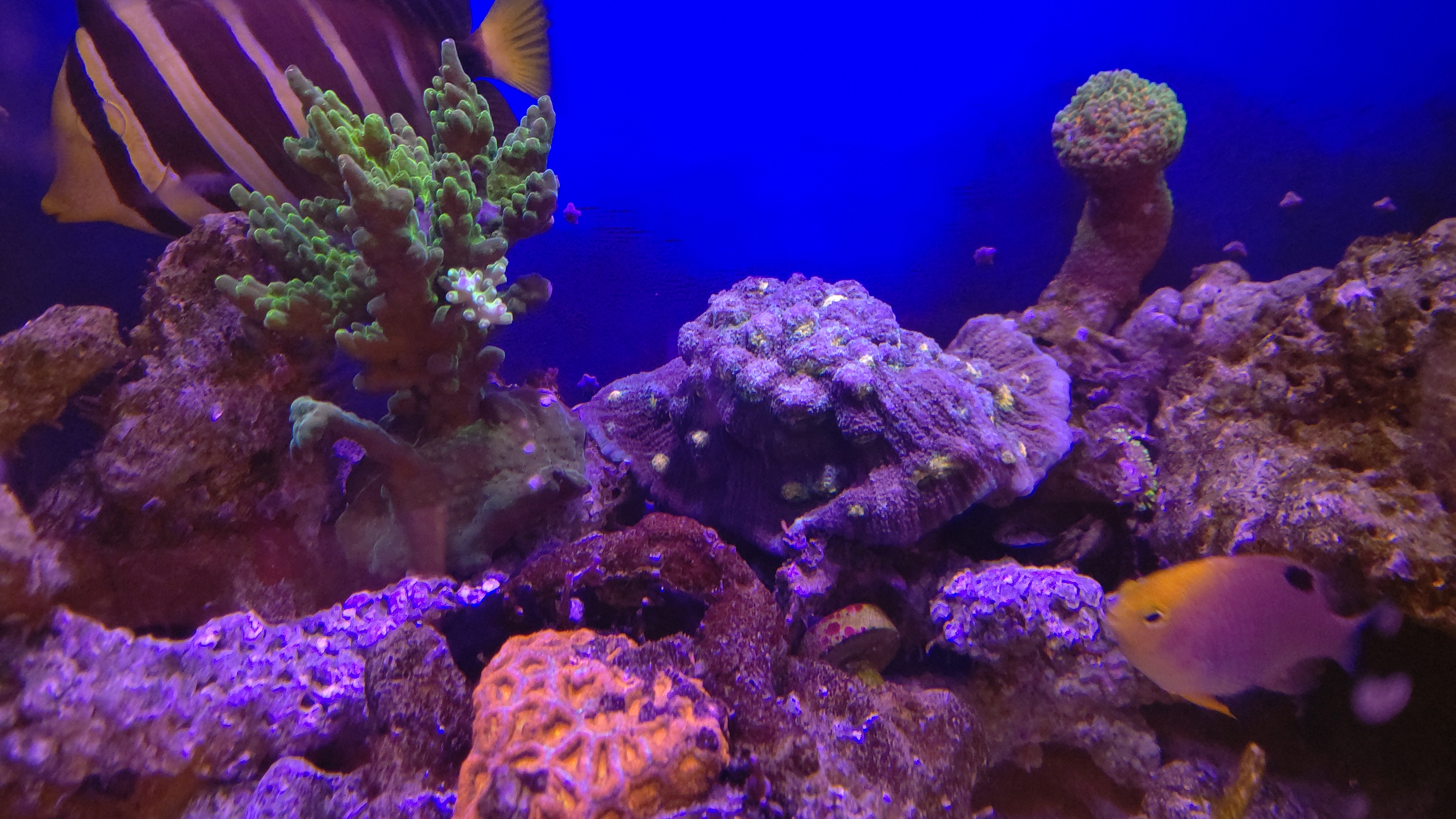 サンゴたち４