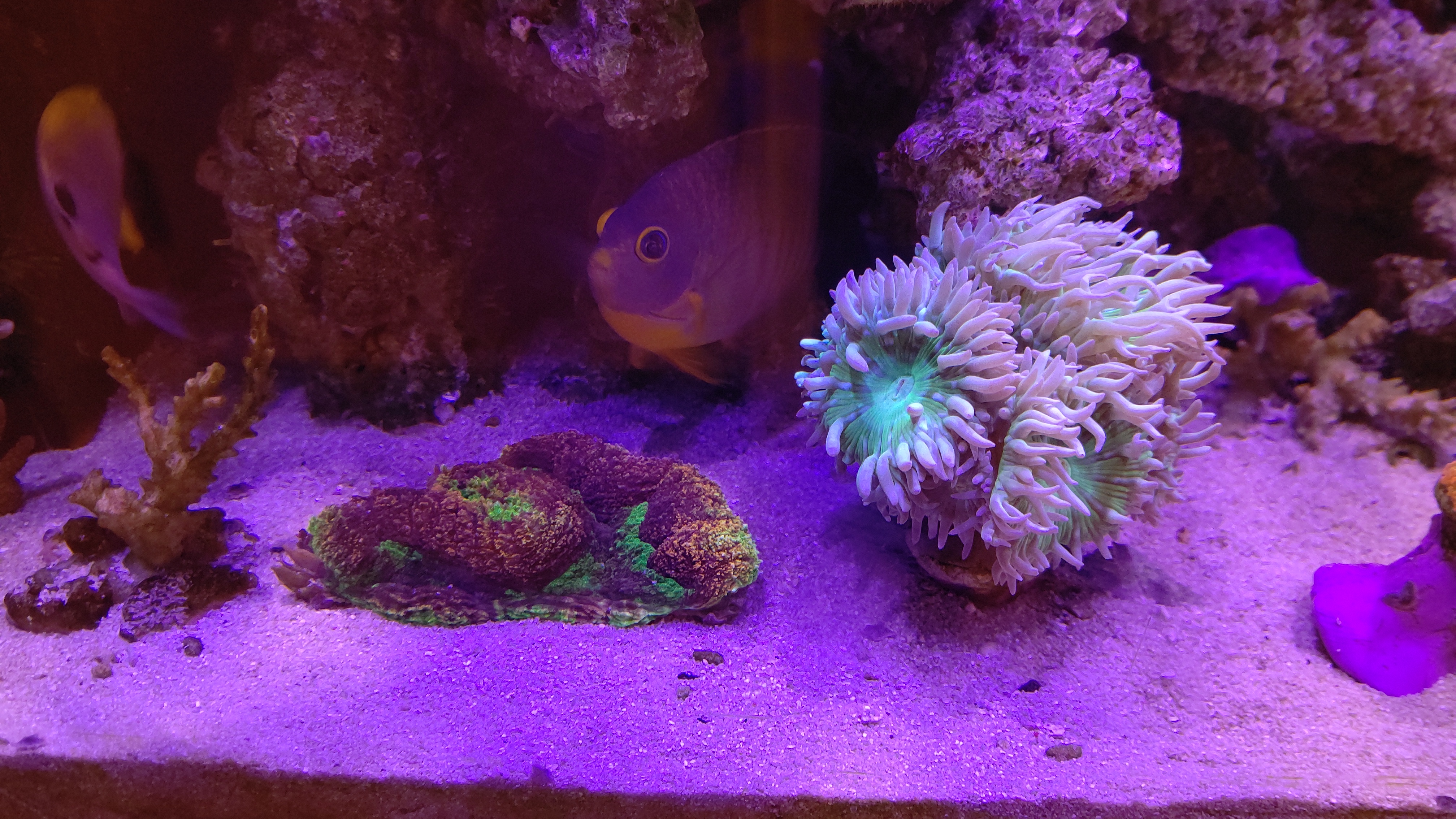 サンゴたち３