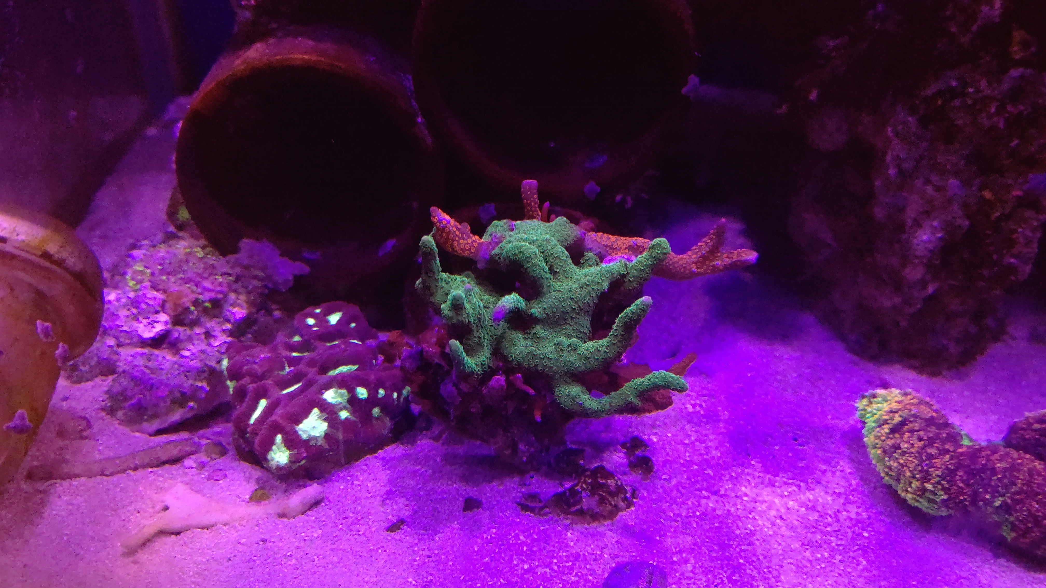 エダコモンサンゴ