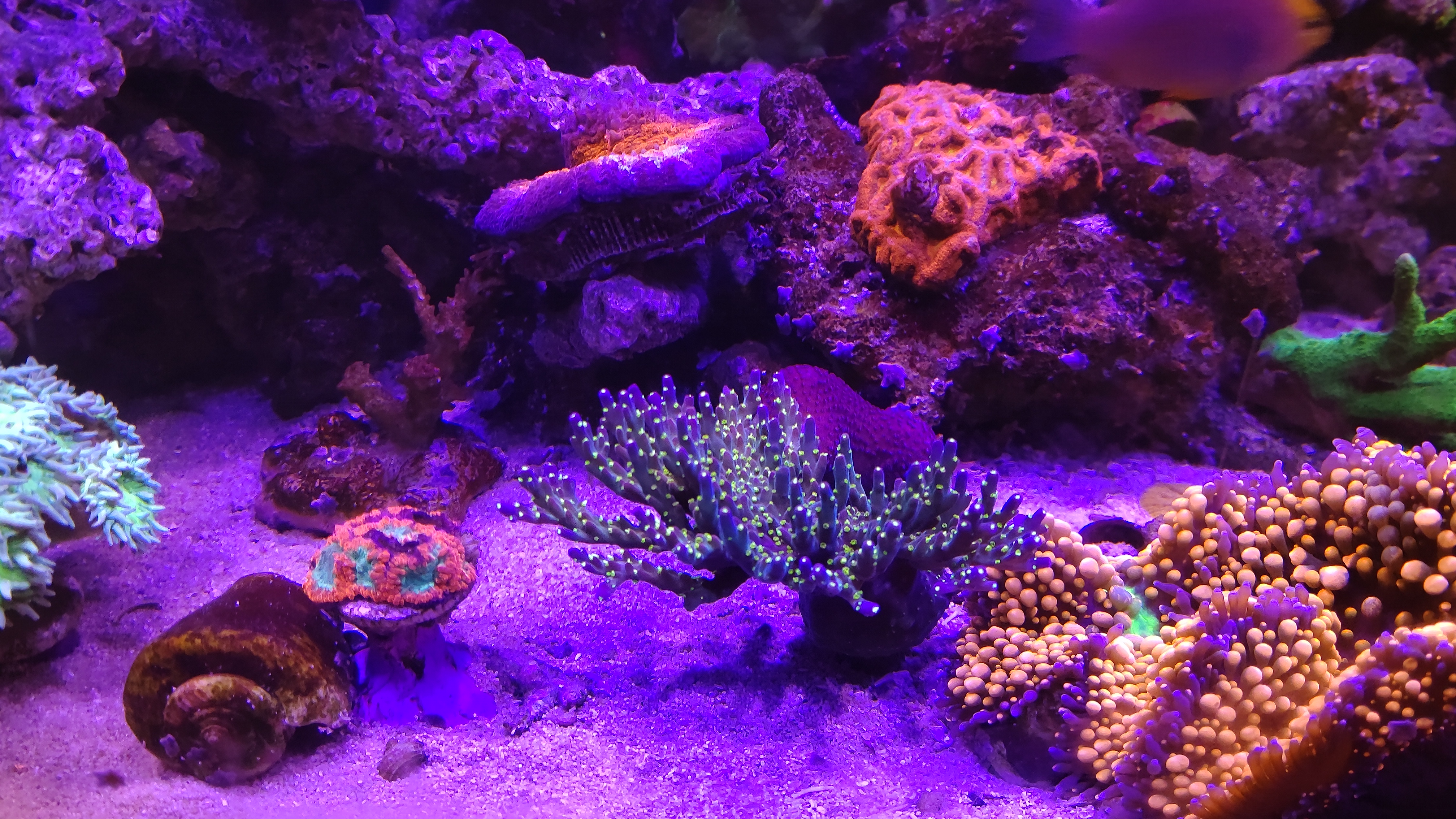 中央サンゴたち