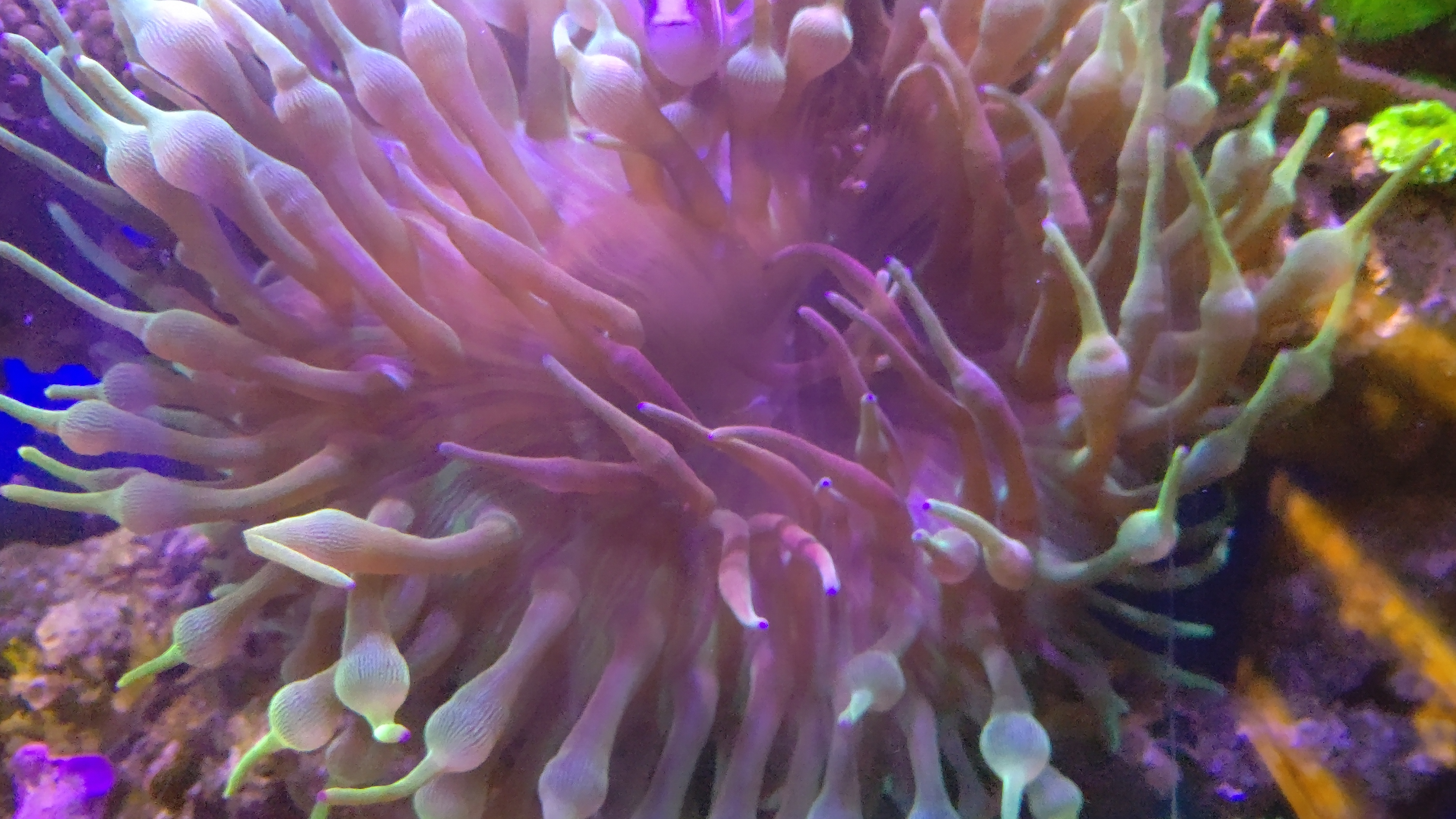 分裂しそうなサンゴイソギン