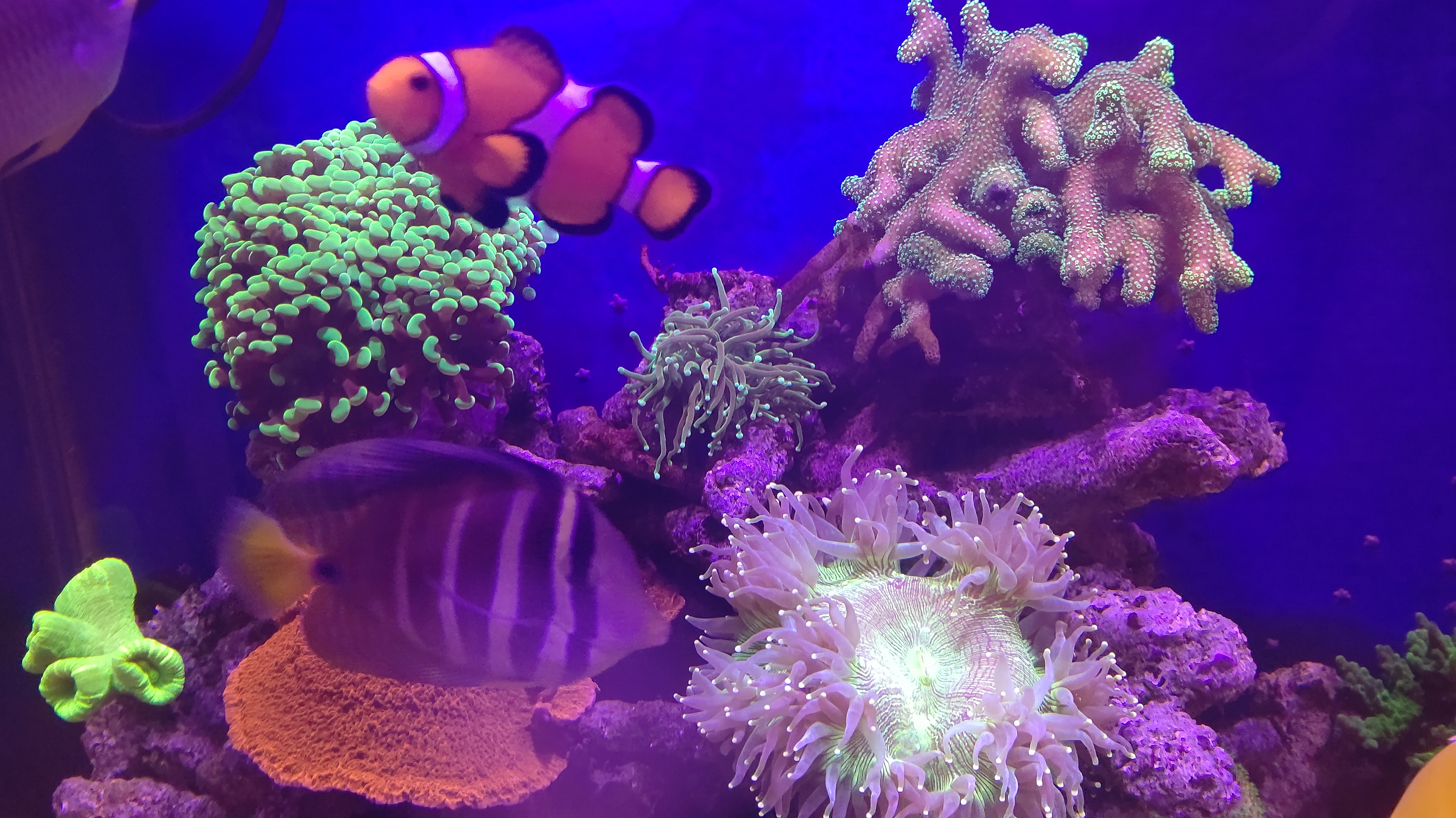 サンゴとカクレ