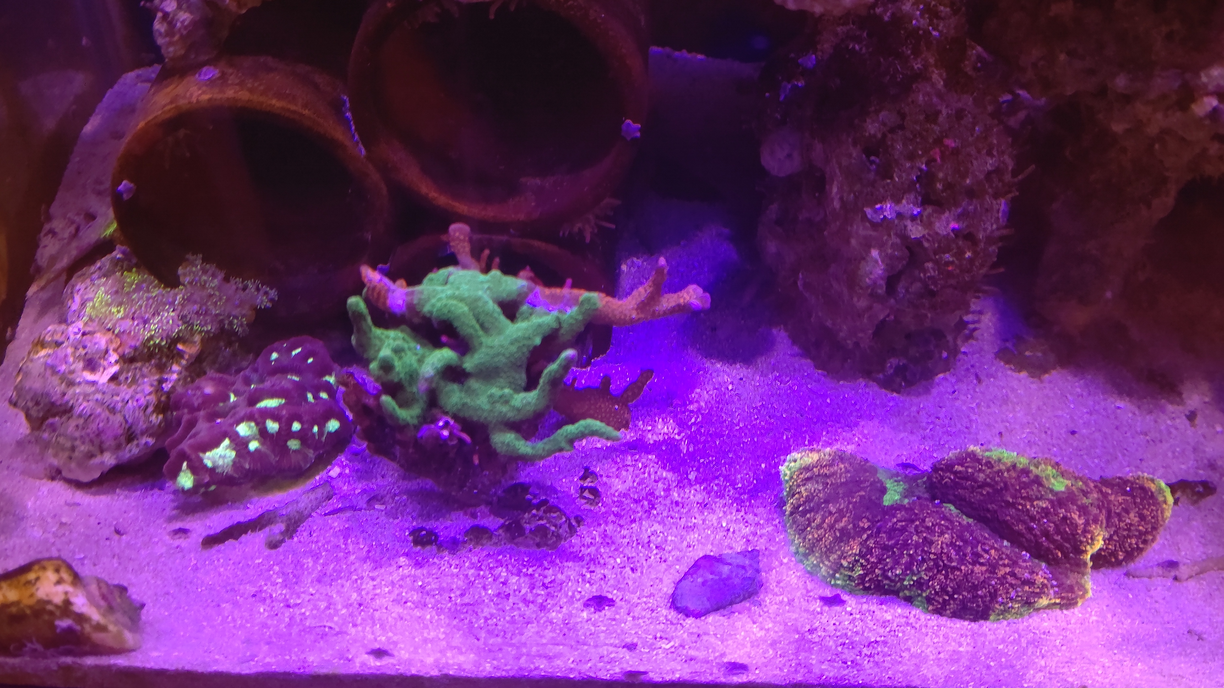 エダコモンサンゴ