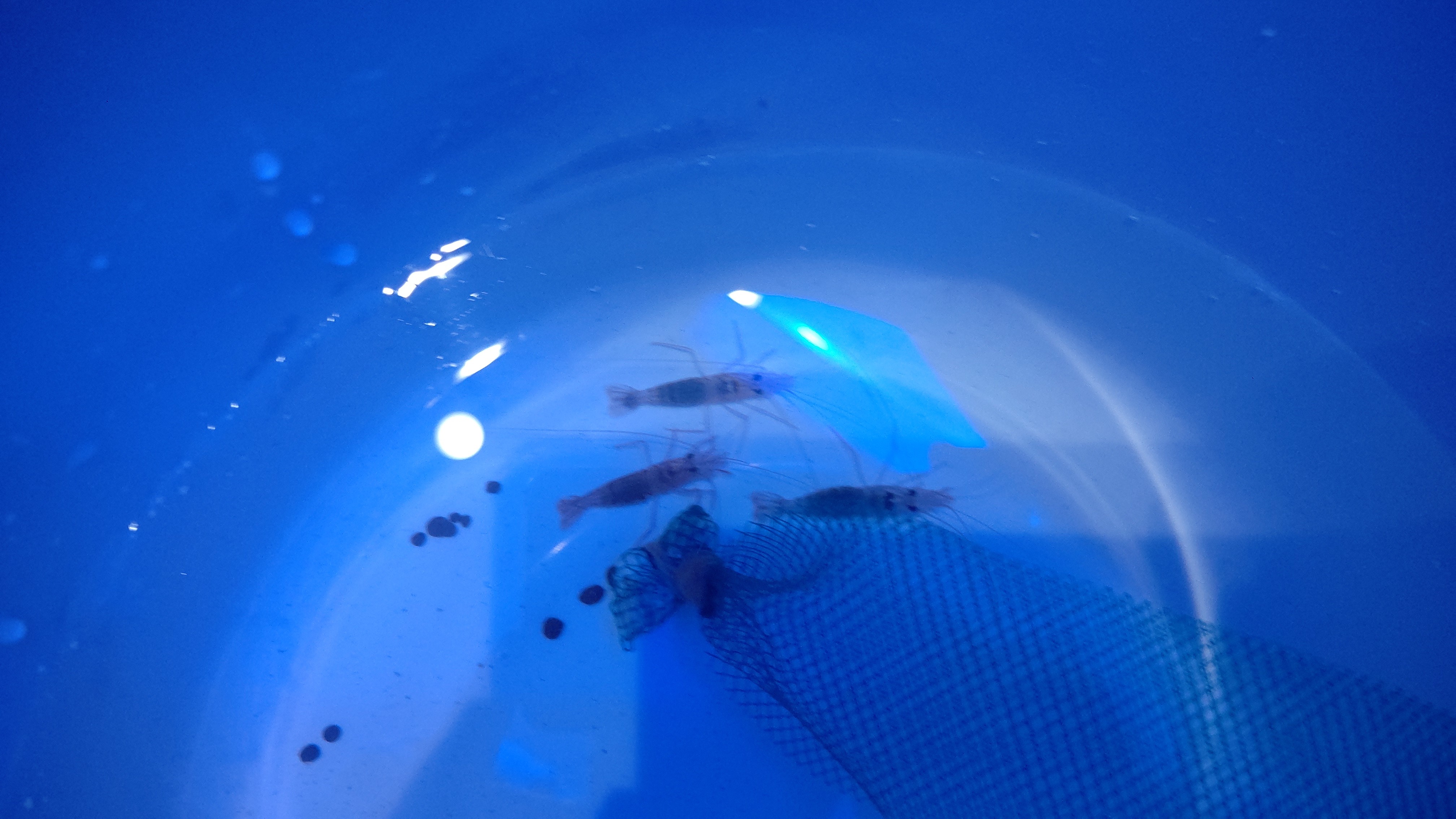 ペパーミントシュリンプ