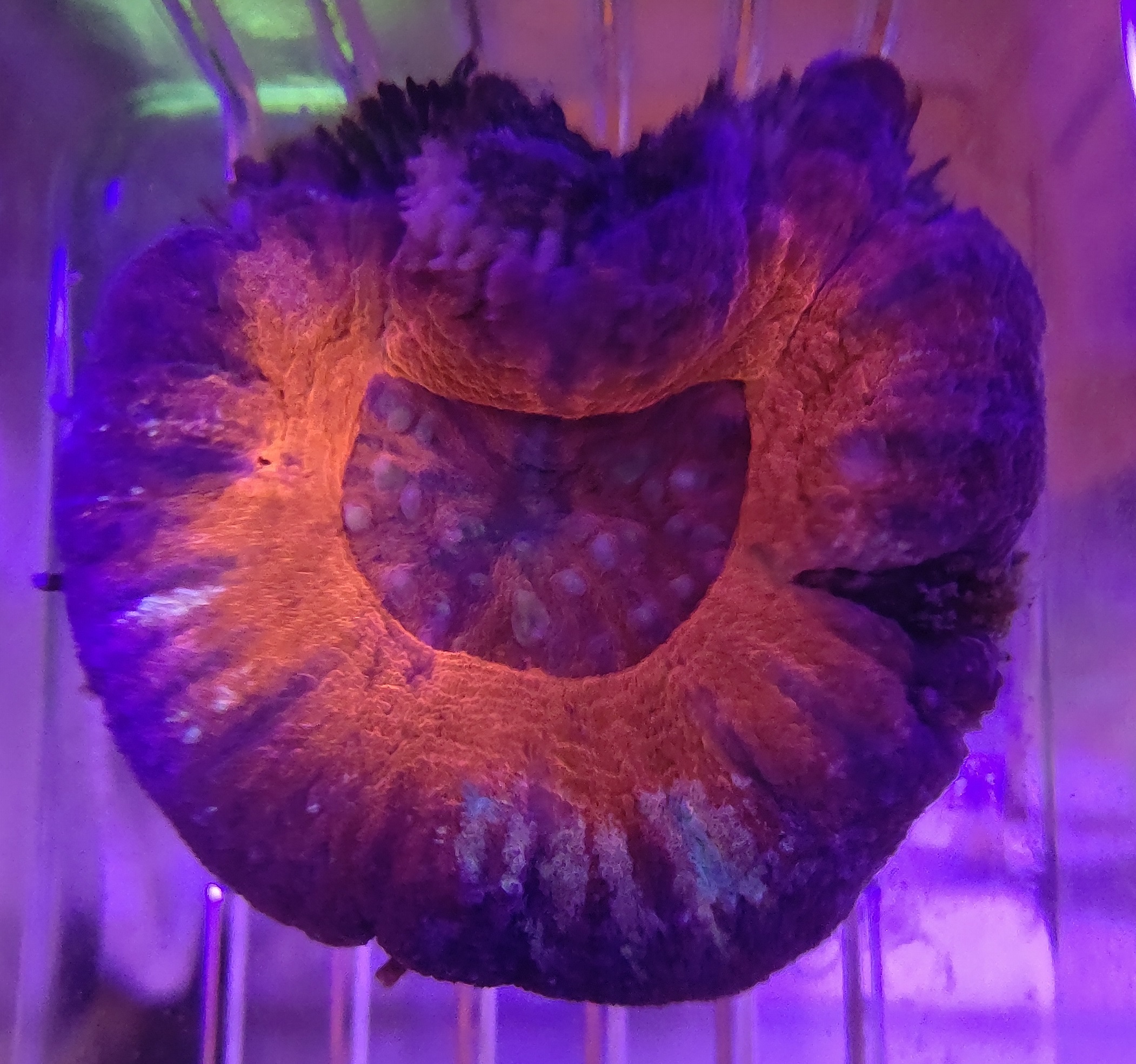 スコリミア_7_9e