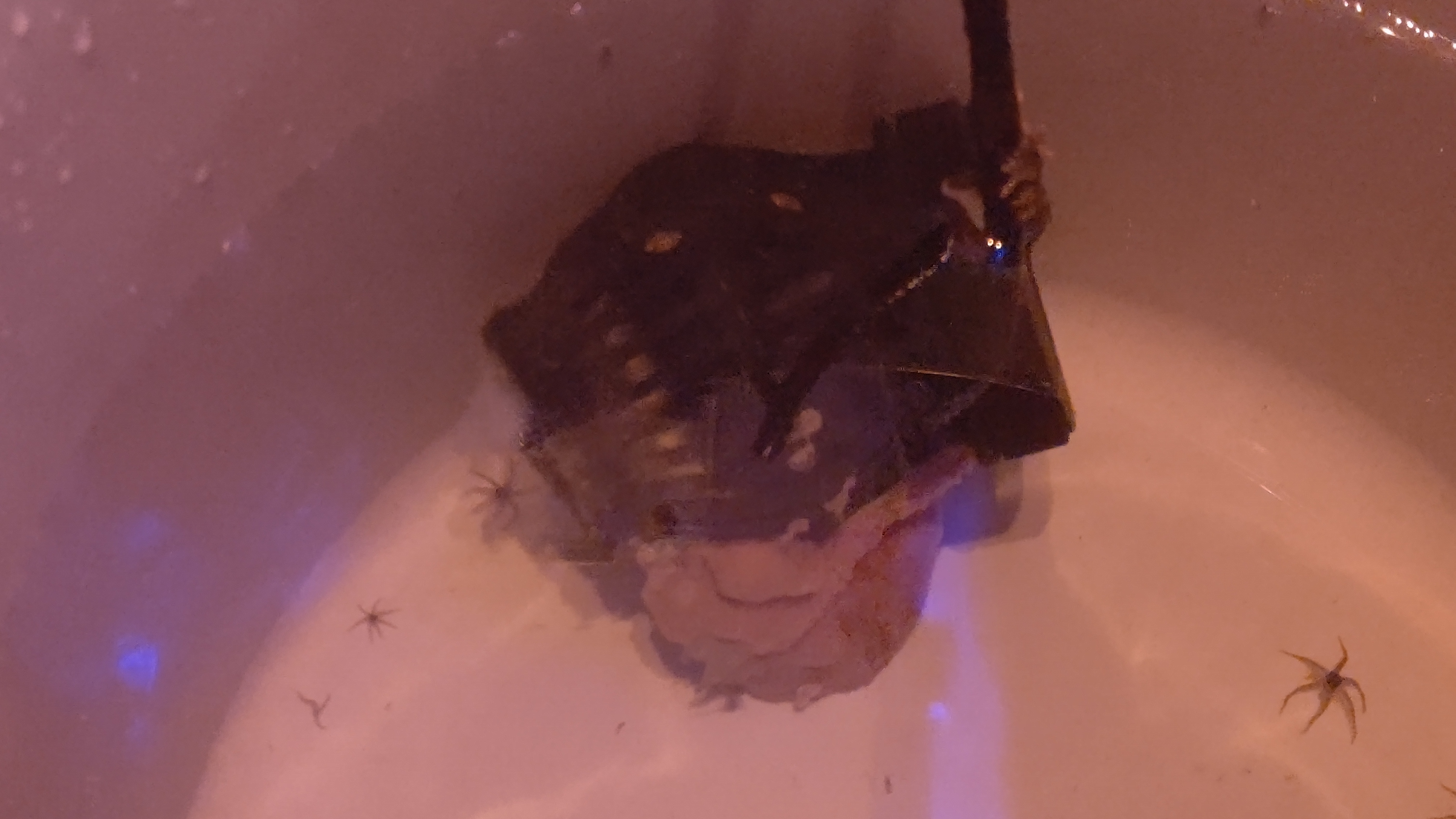 サンゴイソギン_引きはがし