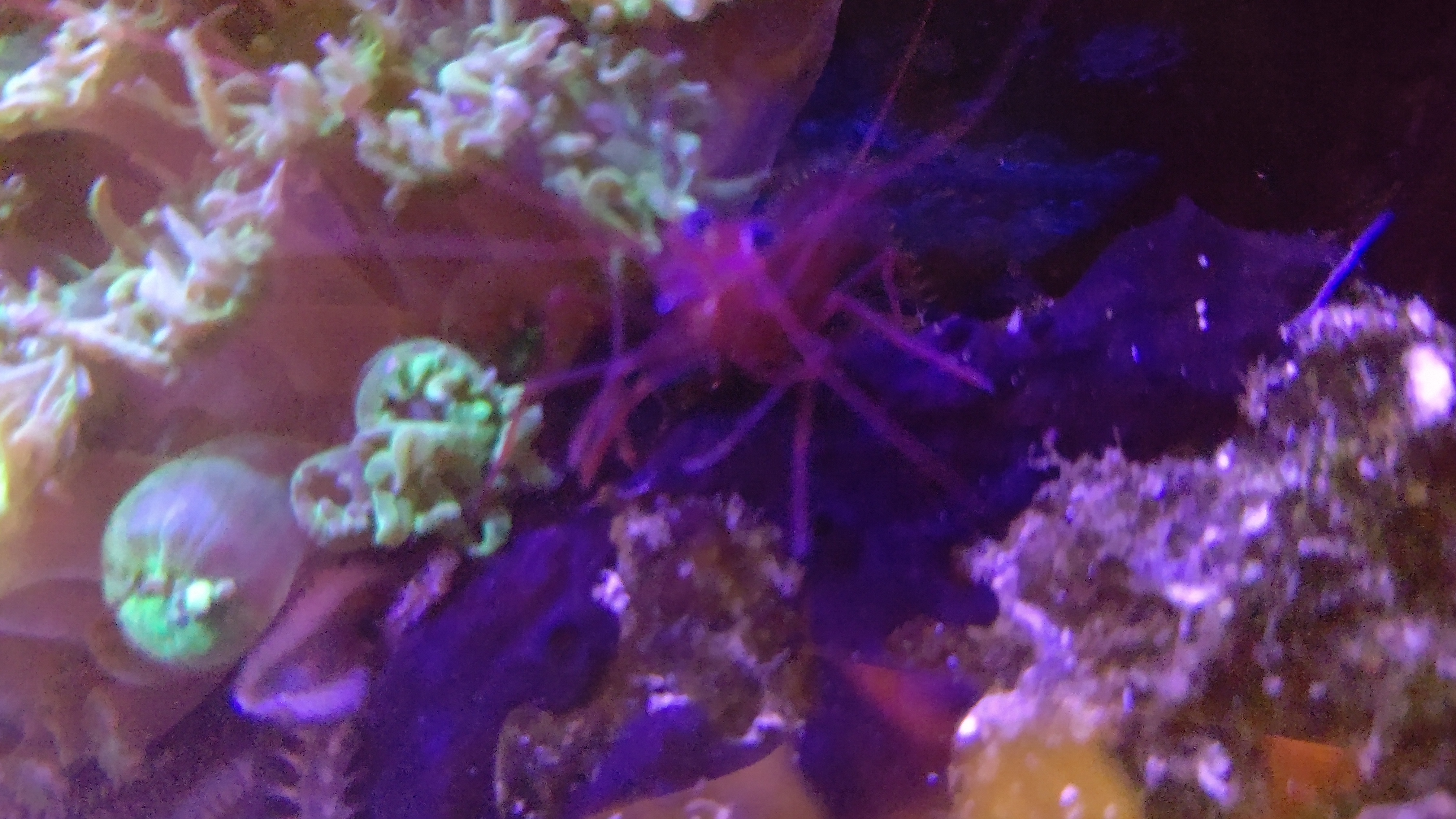 ペパーミントシュリンプ