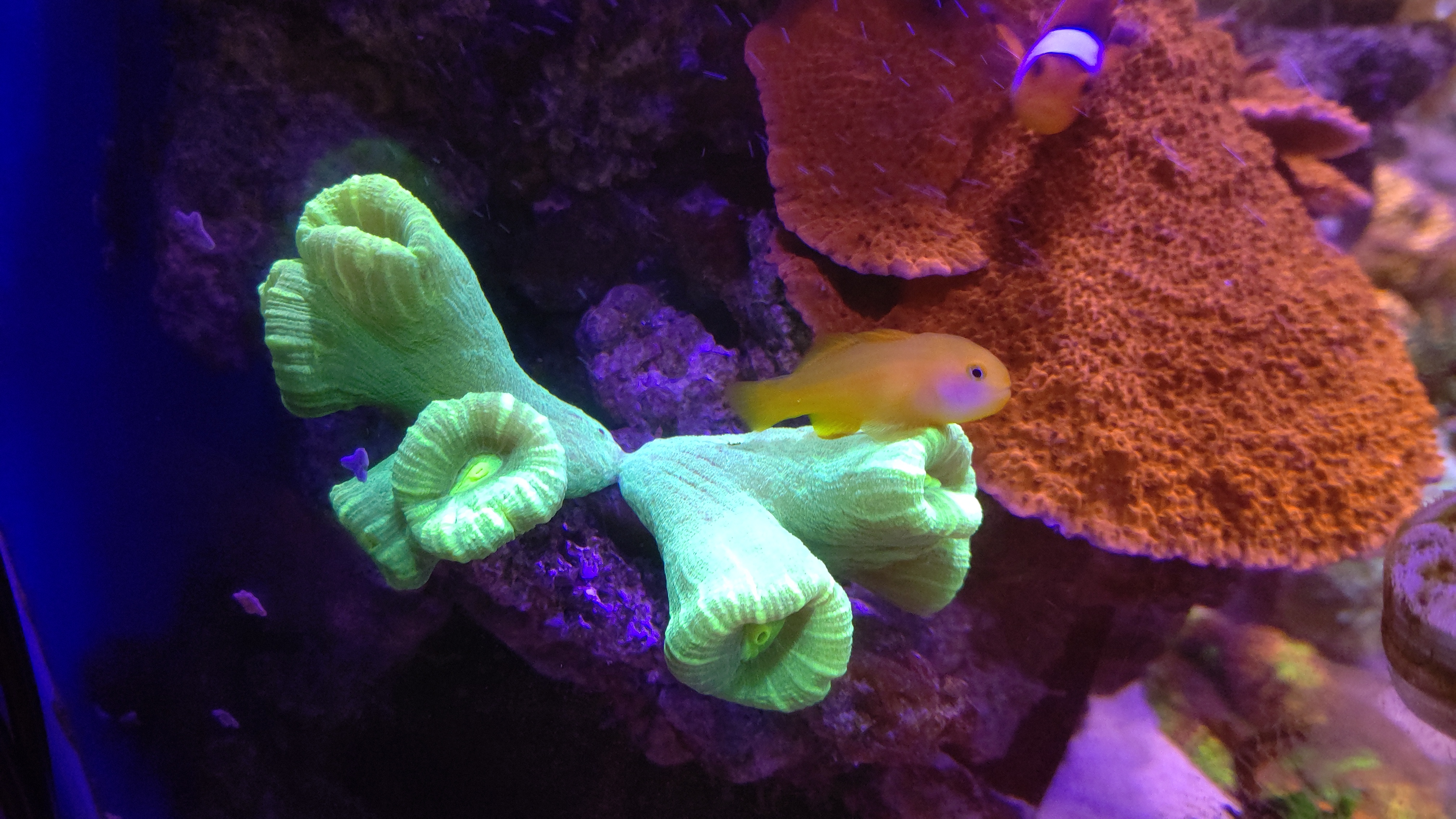 タバネサンゴとキイロサンゴハゼ