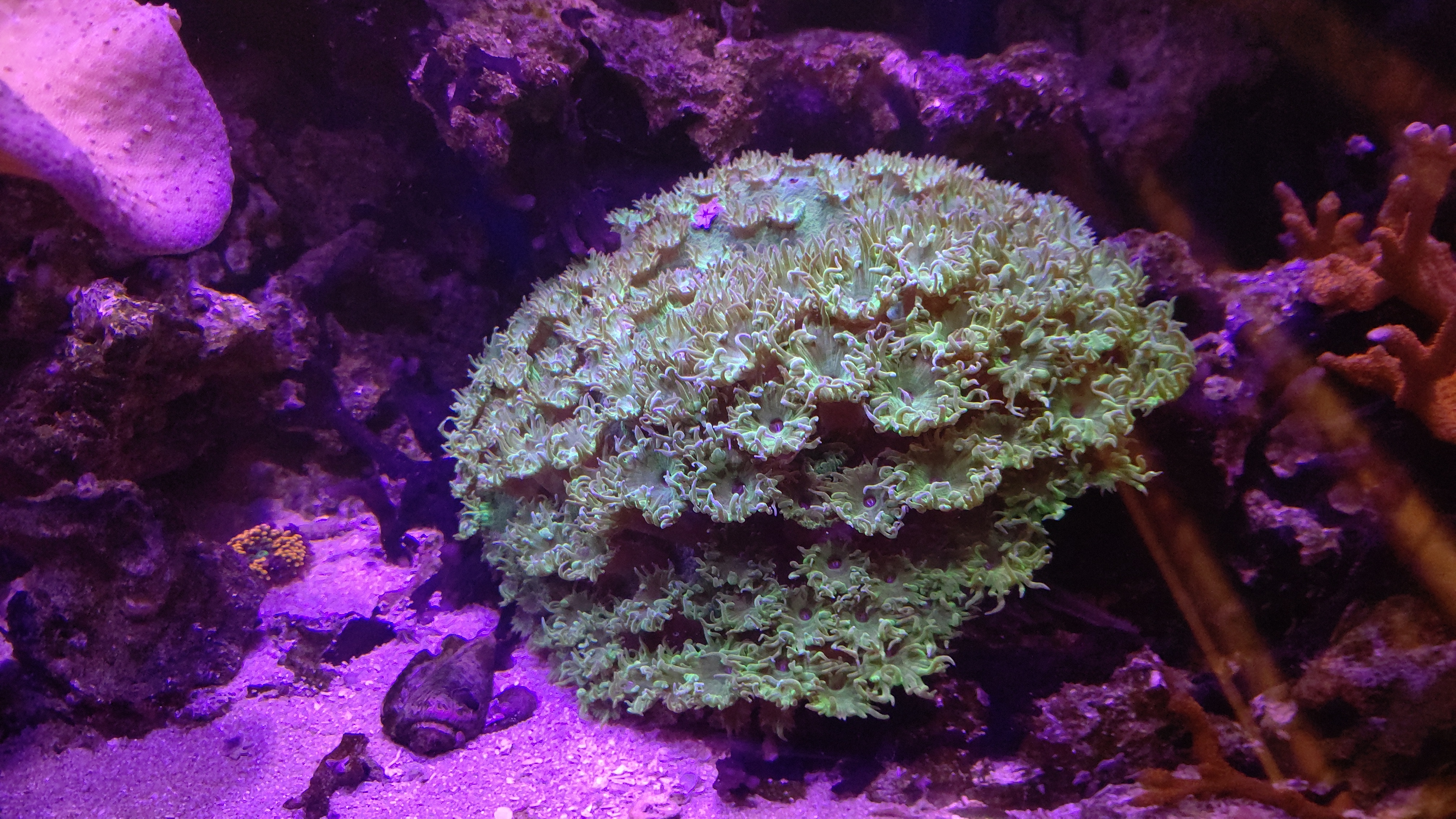 スリバチサンゴ