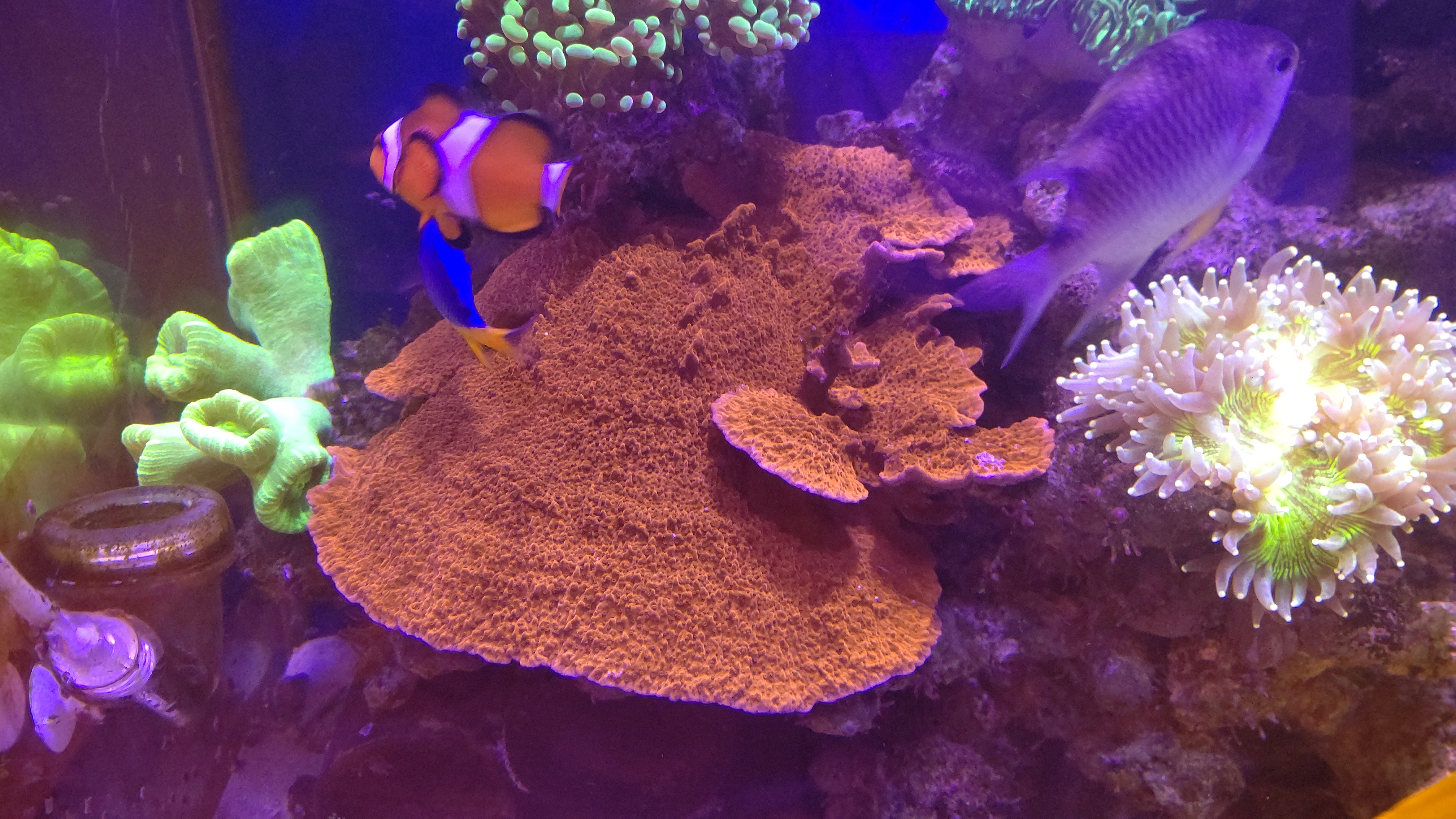 ウスコモンサンゴ