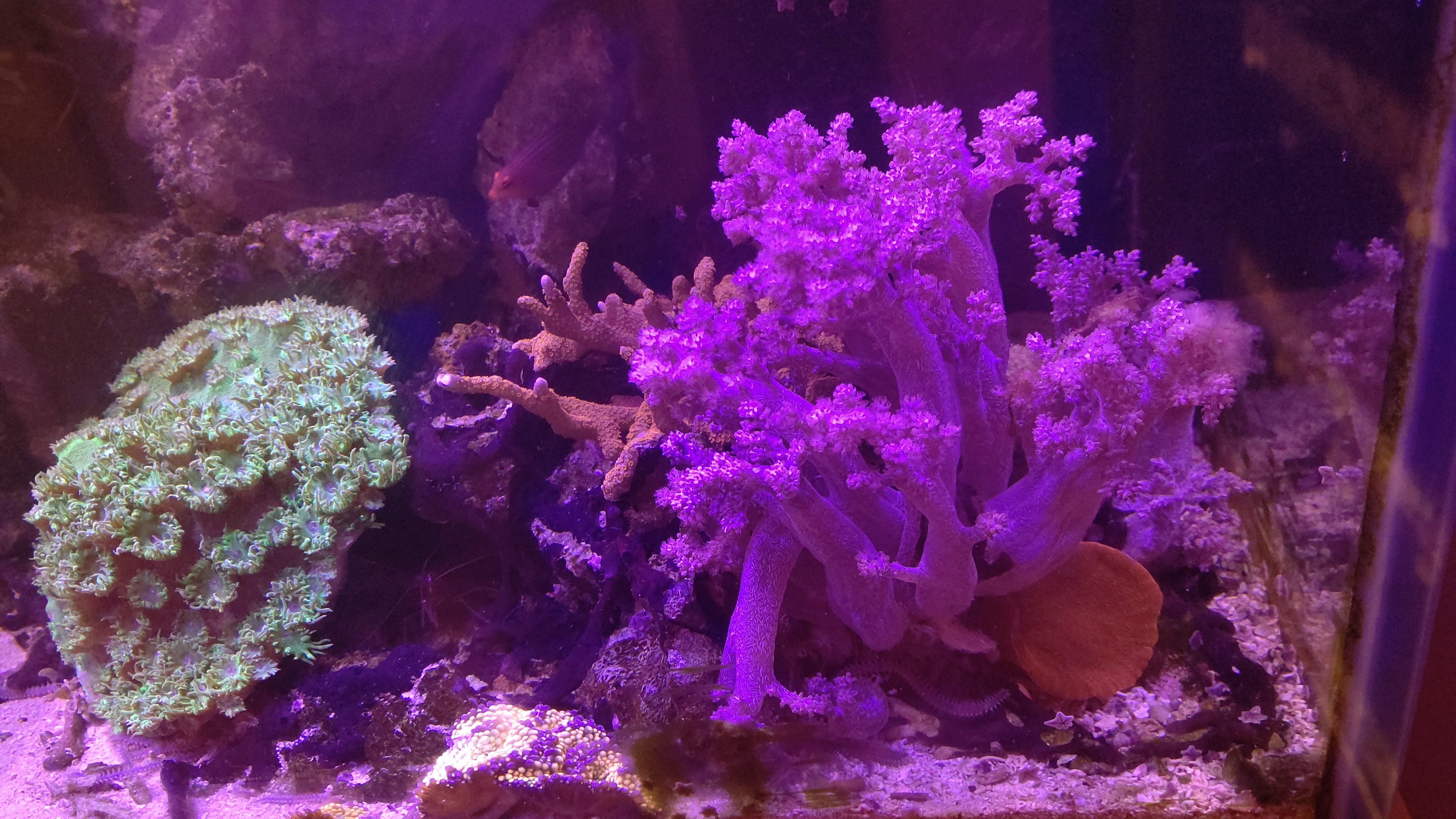 エダコモン_トサカ