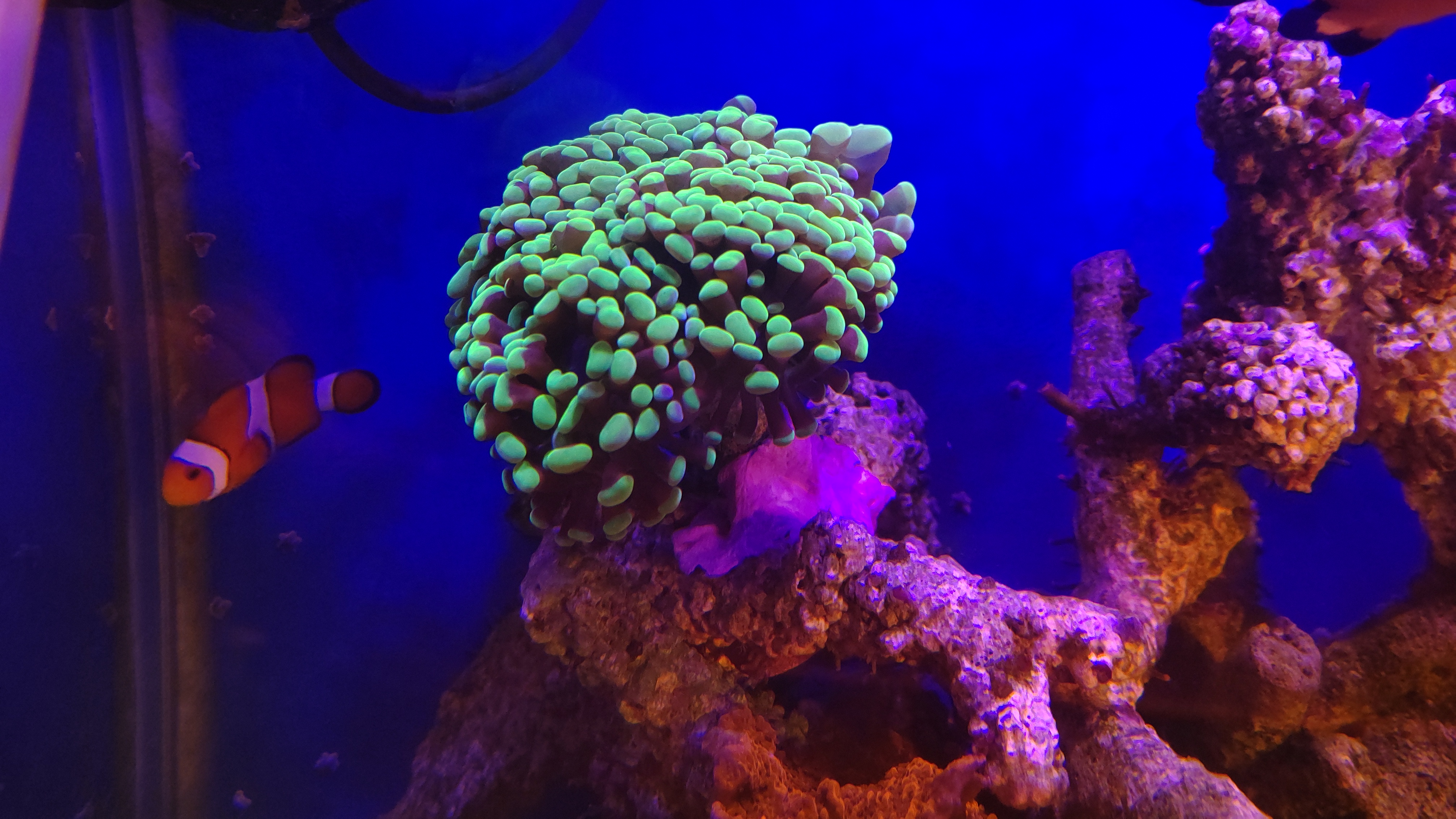 カンムリハナサンゴ