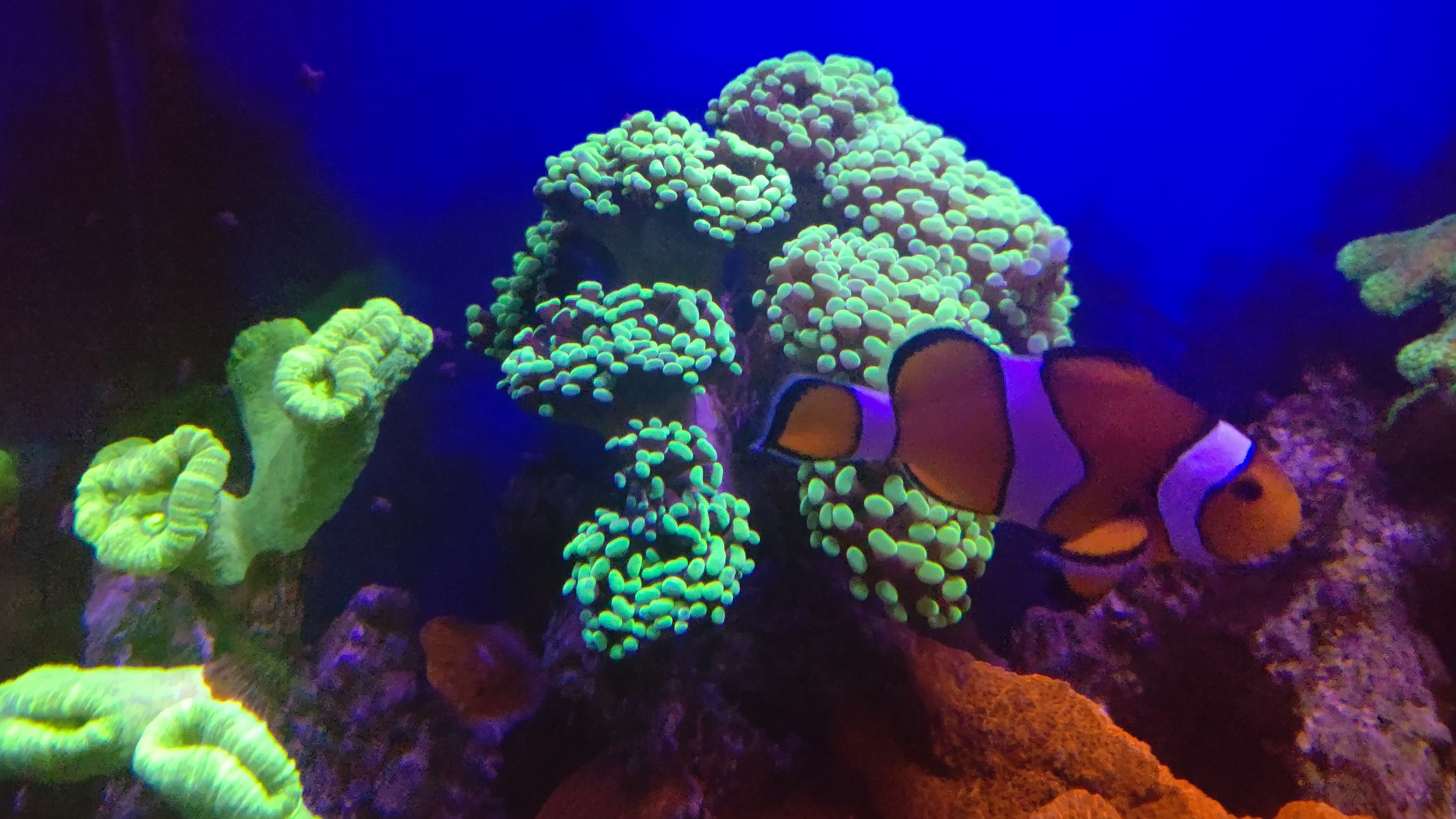 カンムリハナサンゴ