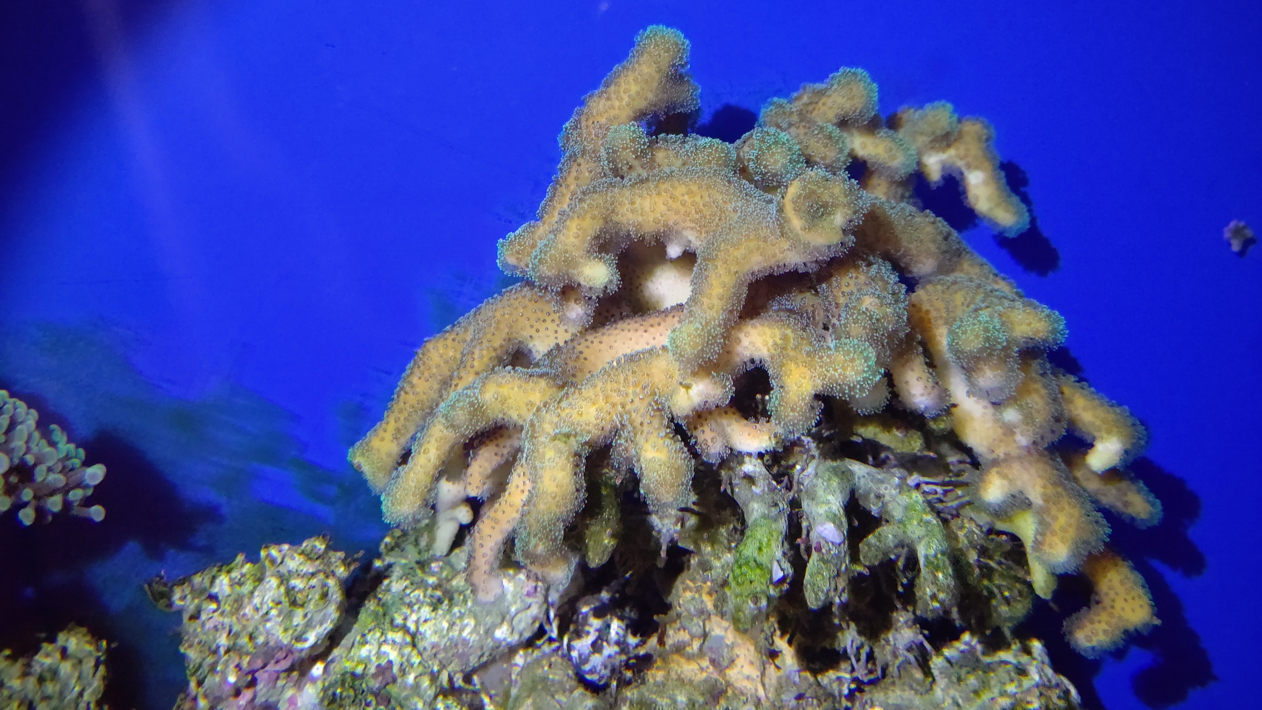 夜ショウガサンゴ