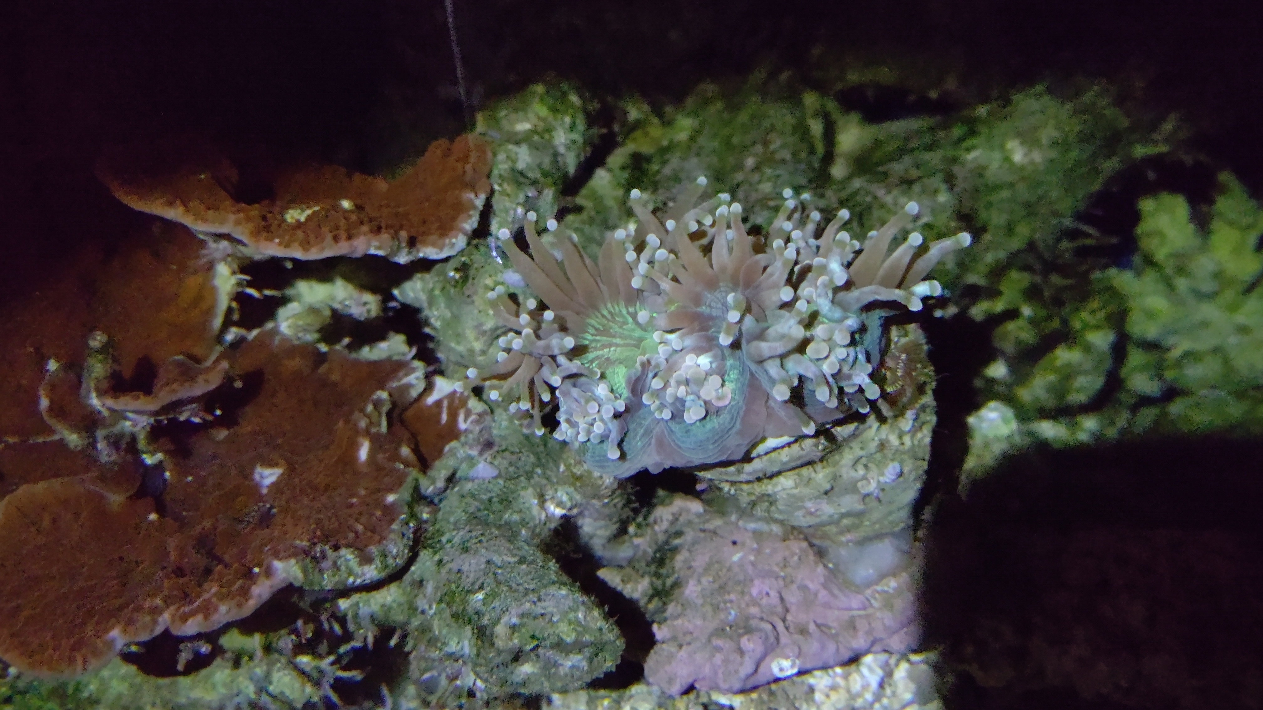 夜トランペットコーラル