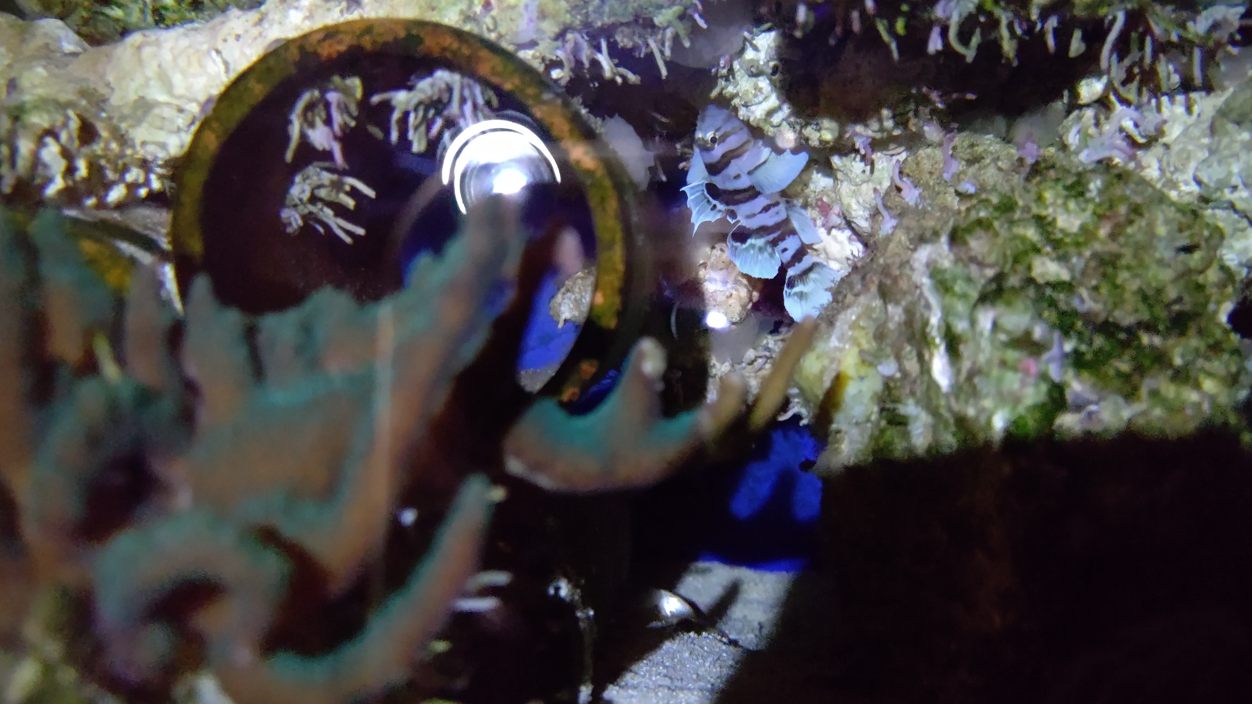 夜フルムーンリーフコビー